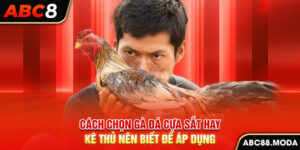 cach-chon-ga-da-cua-sat-hay-ke-thu-nen-biet-de-ap-dung