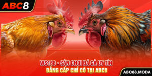 ws168-san-choi-da-ga-uy-tin-dang-cap-chi-co-tai-abc8