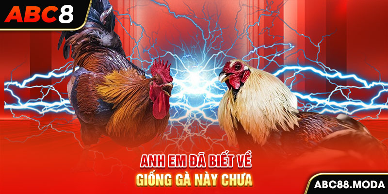 anh-em-da-biet-ve-giong-ga-nay-chua